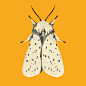 Moths : A series of moths. 