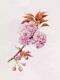 #绣球花#
她只画花，真实的花才最美丽.
作者：英国植物学艺术家 Karen Kluglein