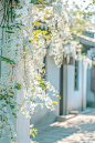 阳光 夏天 小百花 藤蔓