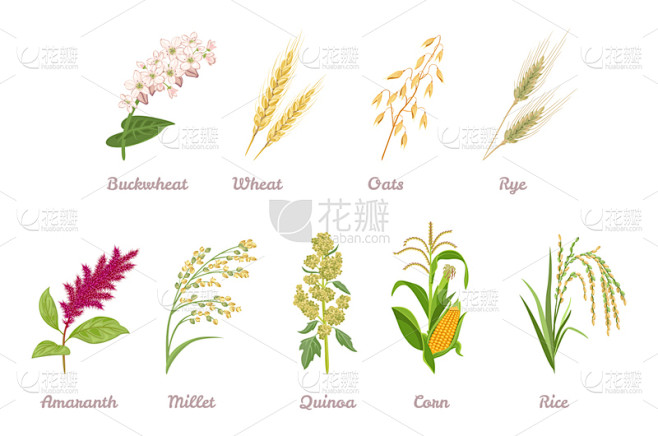 米,简单,燕麦,玉米,糜子,绘画插图,卡通,藜麦,小麦,裸麦