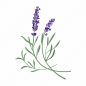 Floral, flower, botanical, garden, nature, spring, plant illustration - Download on Iconfinder