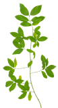 BranchMedium026_ALPHAMASKED_1K@2x