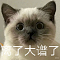 叹为观止表情包 - 小红书搜索