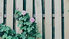 花_花朵_植物_围栏_巴黎晚霞摄影作品_自然花草_2015年39周壁纸精选_桌面壁纸_爱壁纸HD