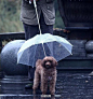 给狗狗设计的伞