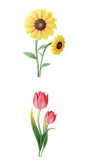 春天春季三维立体鲜花郁金香菊花Blender模型源文件