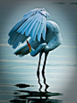 Dancing Egret by Craig ONeal #Photography #Egret