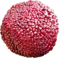 webp (6)