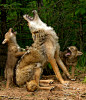 Pic of the Day: Baby Coyotes Learn How to Howl - My Modern Metropolis