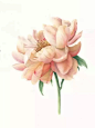 #绣球花#
她只画花，真实的花才最美丽.
作者：英国植物学艺术家 Karen Kluglein