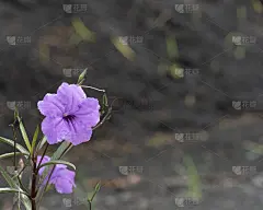 Ruellia或墨西哥矮牵牛花的紫色花朵。学名是Ruellia brittoniana。