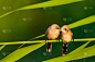 可爱的小鸟。绿色自然生境背景。鸟:大胡子Reedling。