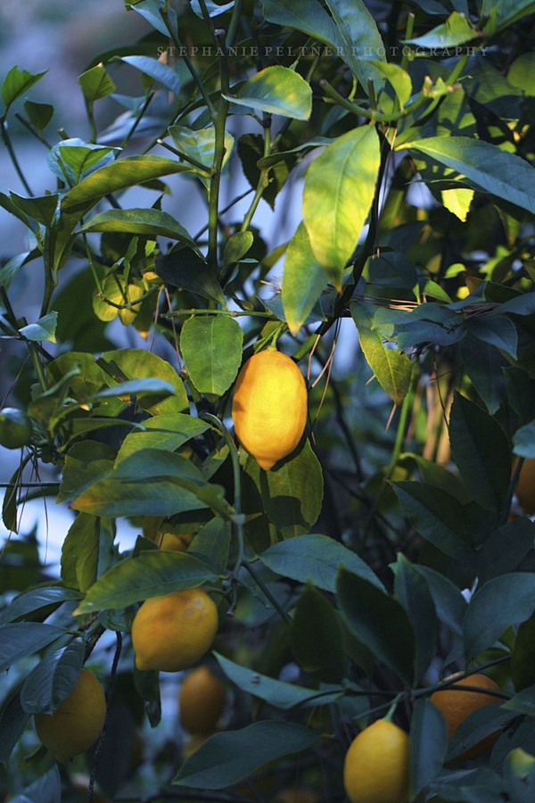 Lemon tree by Stepha...