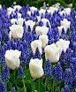 ~ Blue Ocean Mix ~ Flower Bulbs from Spalding Bulb