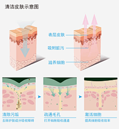ElevensChen采集到肌肤结构图