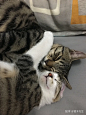 (10 封私信 / 10 条消息) 大家真的能接受猫咪上床吗？ - 知乎