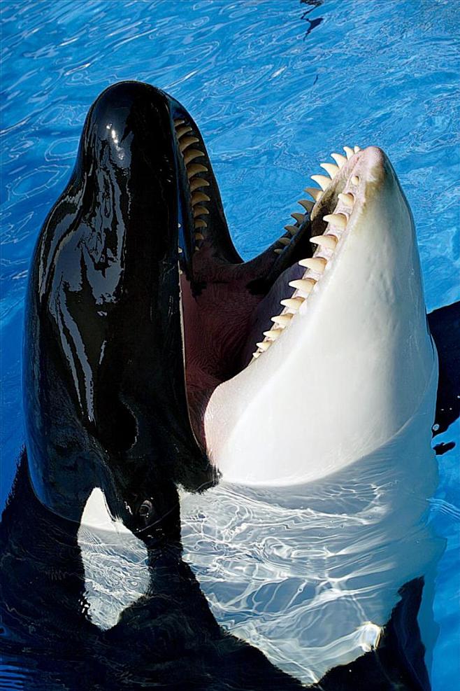 鲸目海豚科虎鲸属虎鲸