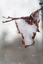 雪,垂直画幅,叶子,寒冷,清新,宾夕法尼亚,环境,霜,天气,自然美