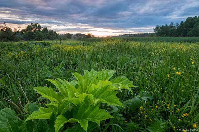 Spring Greens