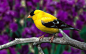 黄色的动物，金翅雀鸟分支 - 壁纸（#2743050）/ Wallbase.cc #鸟类#