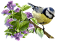 淡紫色小鸟和花PNG
