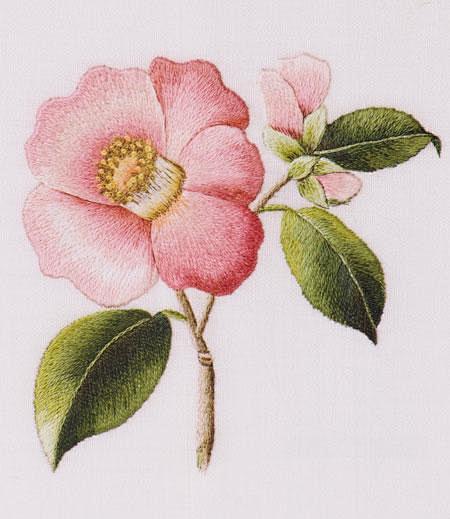 camellia-japonica-co...