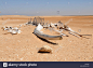 mauritaniabanc-d-`arguin-national-parkcoastdesertwhale-skeletonwest-J9T4N7.jpg (1300×953)