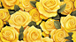 mj06661_Lots_of_yellow_roses_illustration_style_HD_details_high_66d39d79-11b2-4dce-9283-750c9ceb5ff8