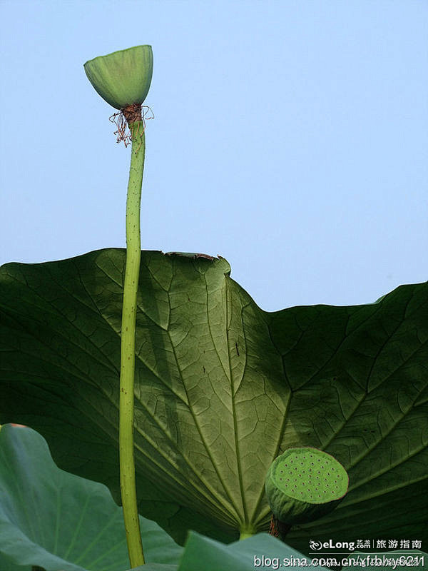 翠盖掩红莲芙蓉扇底红——师徒村中拍荷, ...