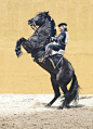 Ureo PRE Stallion / PRE Hengst | 相片擁有者 Majestic Andalusians