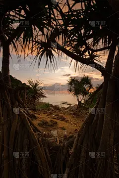天体海滩,垂直画幅,边框,地形,根部,无人,热带树,曙暮光,棕榈树,泰国