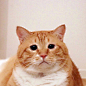 一只不怎么开心的橘猫  ​​​​