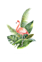 水彩 花圈 热带雨林 动物 植物 鸟类 烈火鸟 冰淇淋 PNG免抠图 bouquet 8