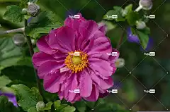 秋海葵 美丽的花朵 深粉红色 花壁纸 花卉背景 花园 自然 花