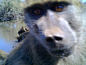 2014年10月27日消息（具体拍摄时间不详），南非36岁的药剂师Magnus Hird在一公园安装了一部摄影机，三年之内收集了数百张动物们的照片，这些有趣的照片科都是动物们的即兴发挥。
（有重复提示下！~\(≧▽≦)/~啦啦啦
葬花楼楼主◕‿◕ ：http://huaban.com/y-b-w-6-6-6-6-6-6  ）
