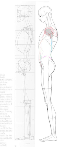 Ahven采集到Art-素描-人体解剖