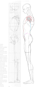 2016-04-24 lat anatomy 002