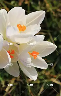 藏红花 白色的 花 春天 性质 花壁纸 春暖花开 开花