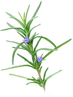♀你☆我的采集到花瓣装饰