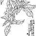 白描花卉，喜欢拿去！