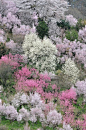 花见，日本福岛花见山