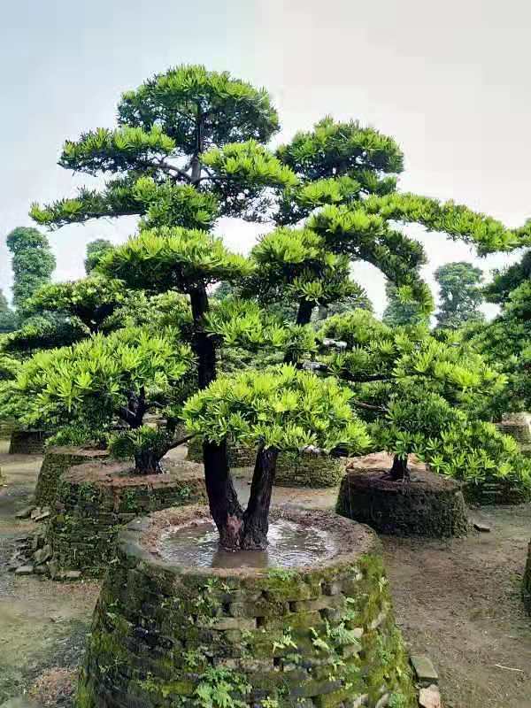 造型罗汉松桩头