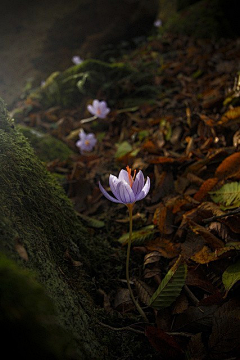 SKYBEI糠果采集到花