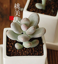 mili2012采集到植物