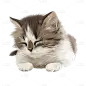 手绘-写实风动物元素贴纸-猫1