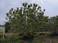 swheat麦子采集到植物