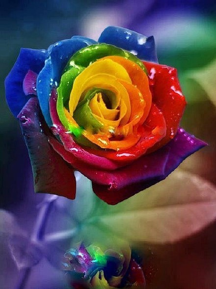 多种色彩又独特的美丽玫瑰，真是美爆了！见...