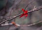 树木树叶-一根枯枝上挂着一片枫叶高清图片素材