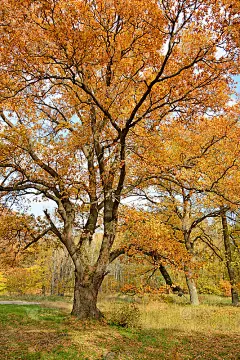 橡树林中的秋天