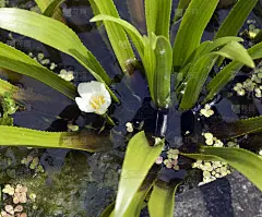 Stratiotes aloides;蟹足肿